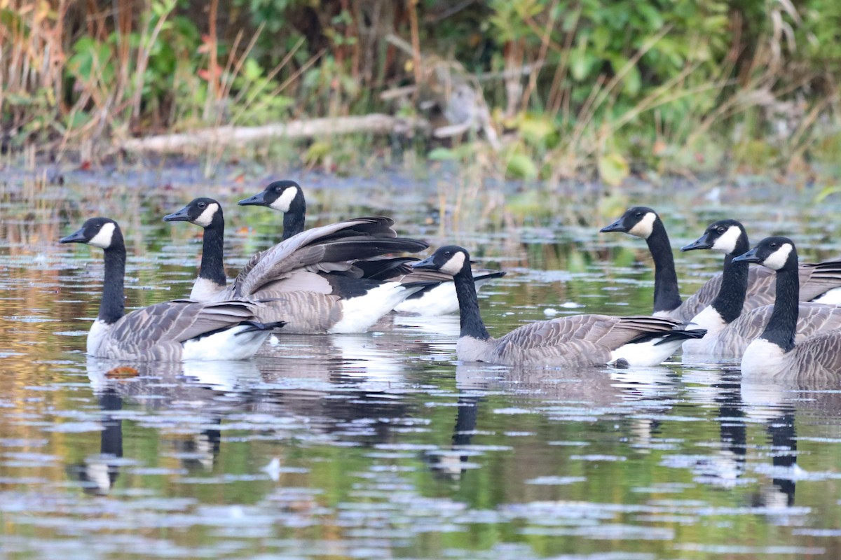 Branta kanadar handia - ML642127413