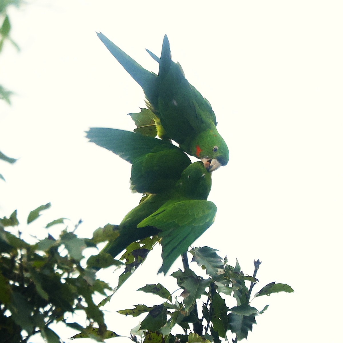Pacific Parakeet - ML642127414