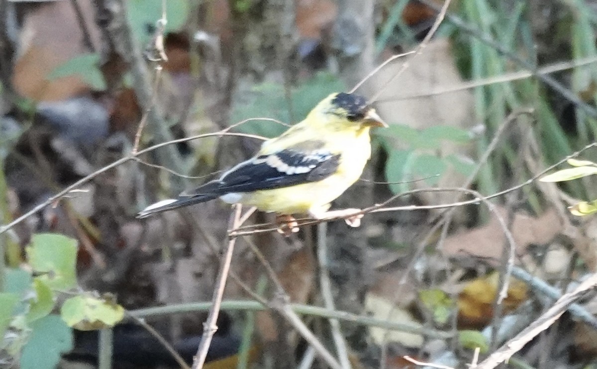 American Goldfinch - ML642127415