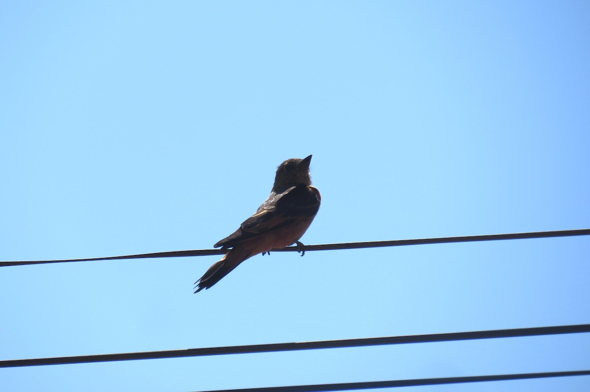 Cliff Flycatcher - ML642127416