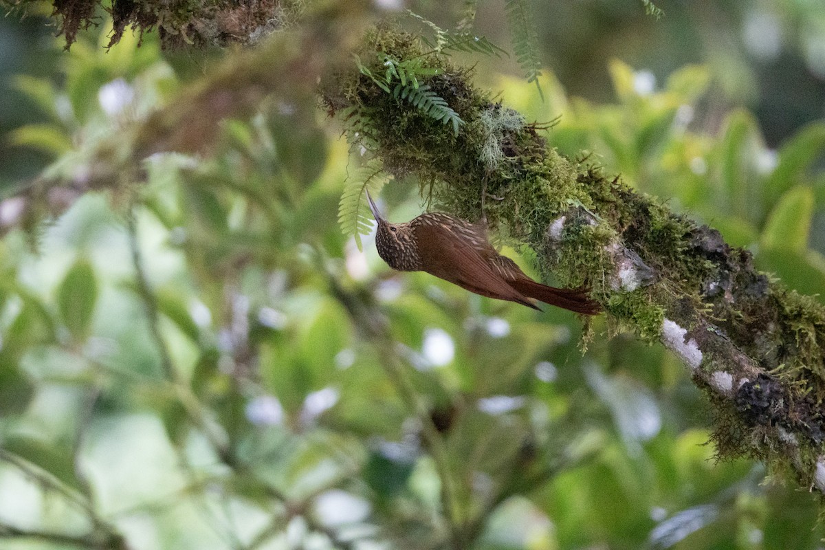Spot-crowned Woodcreeper - ML642127417