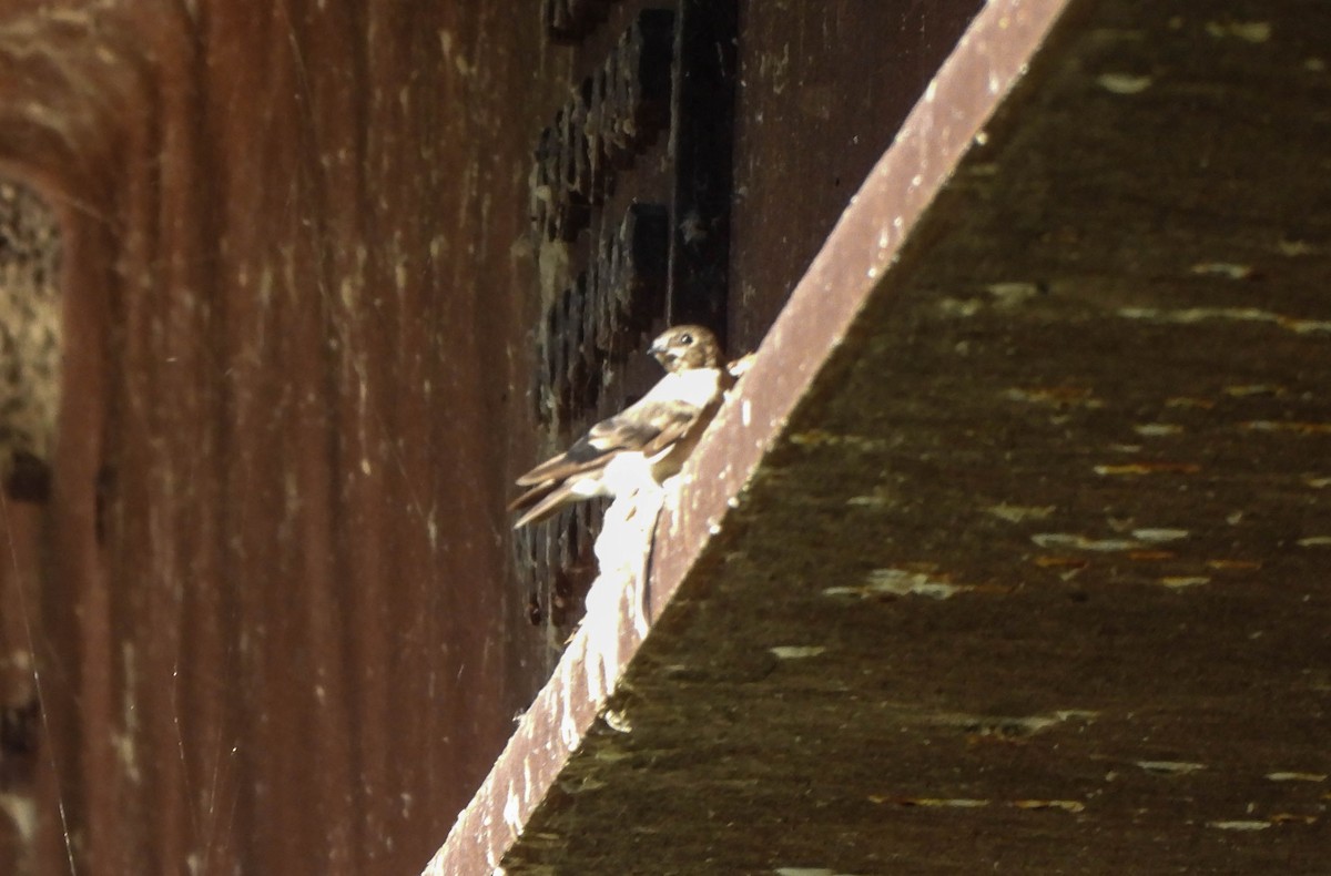 Northern Rough-winged Swallow - ML642127419
