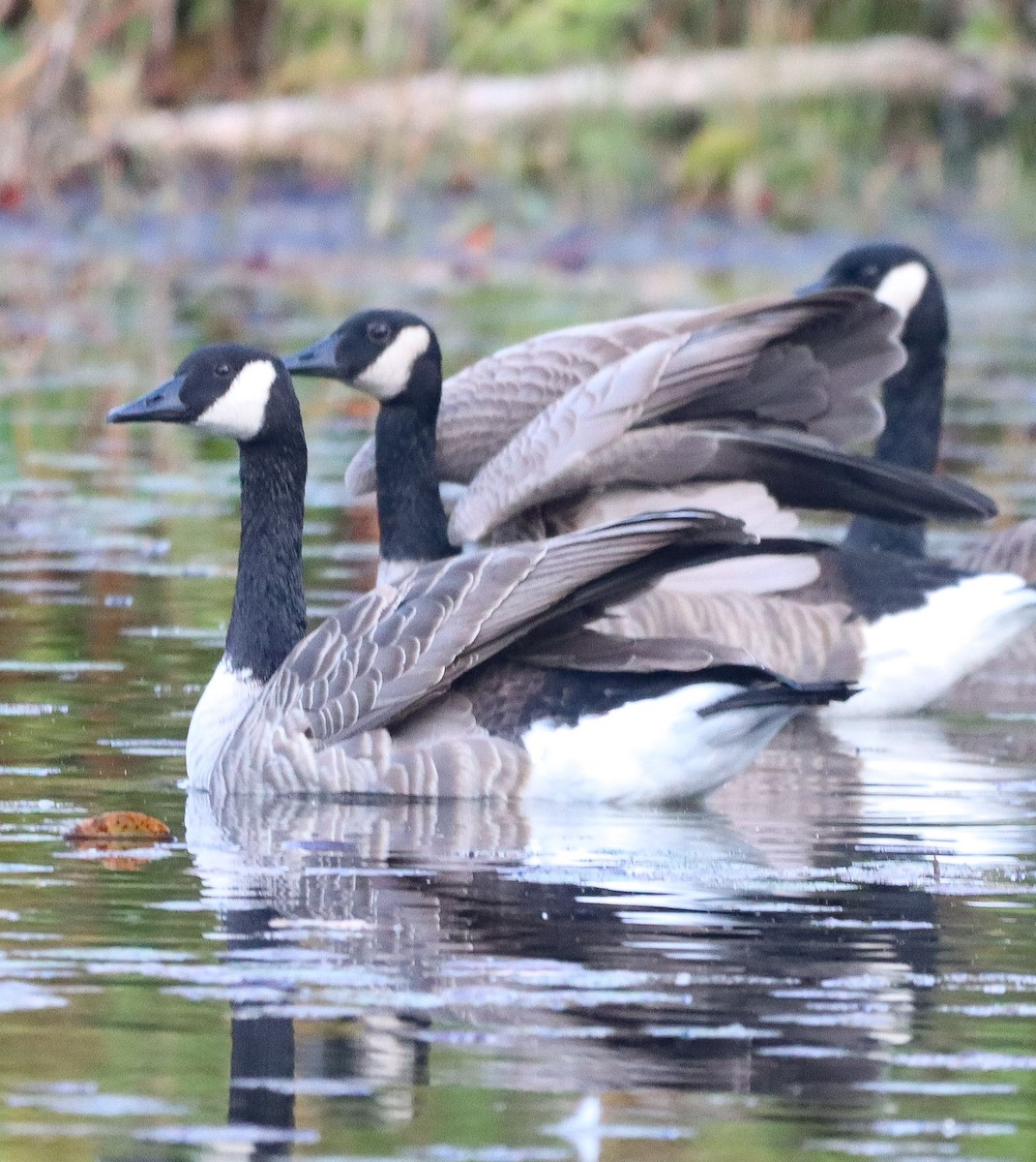 Branta kanadar handia - ML642127420