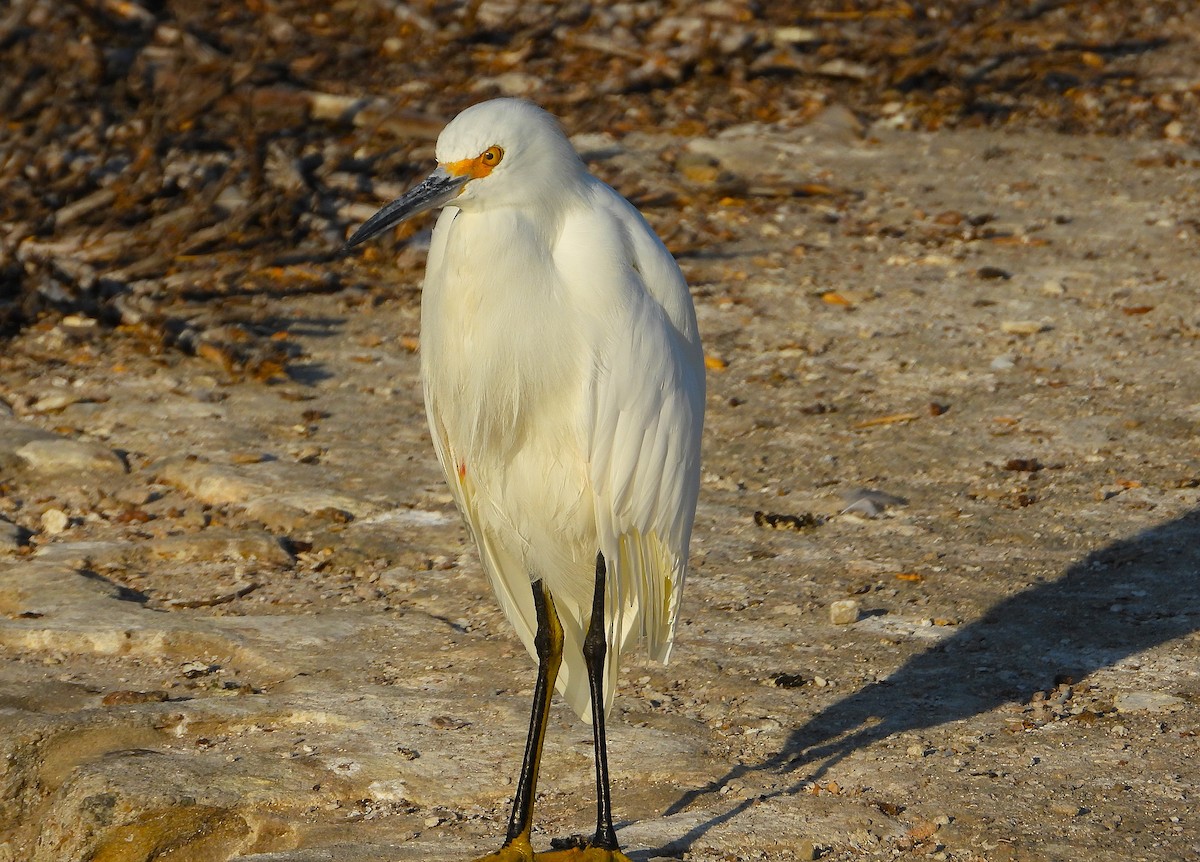 Snowy Egret - ML642127421