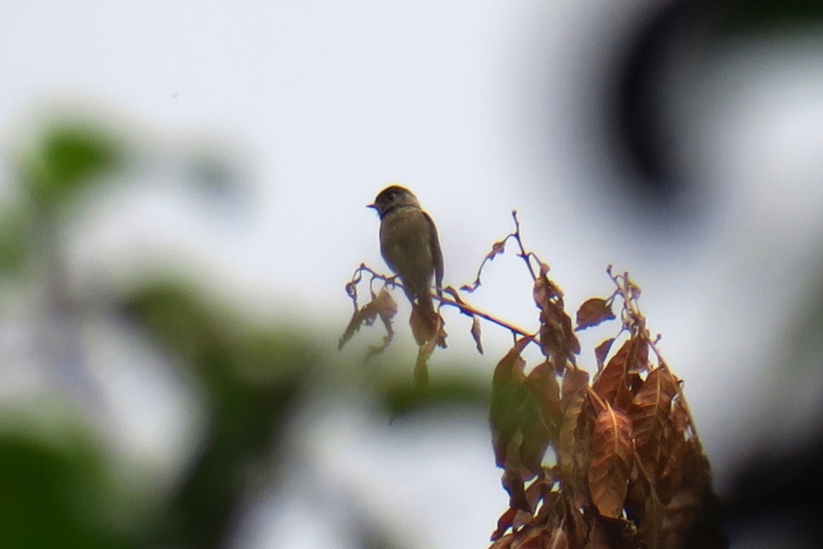 Black-capped Flycatcher - ML642127423