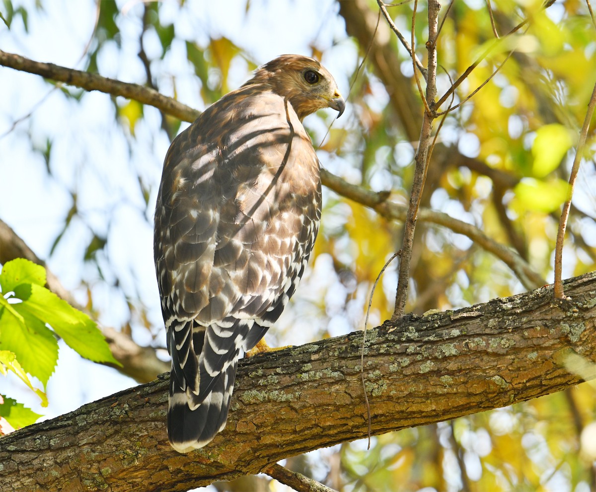 Red-shouldered Hawk - ML642127435