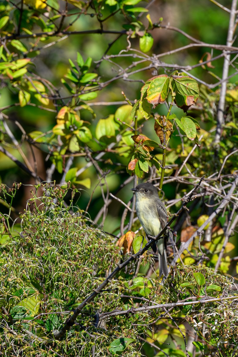 tyranovec domácí - ML642127447