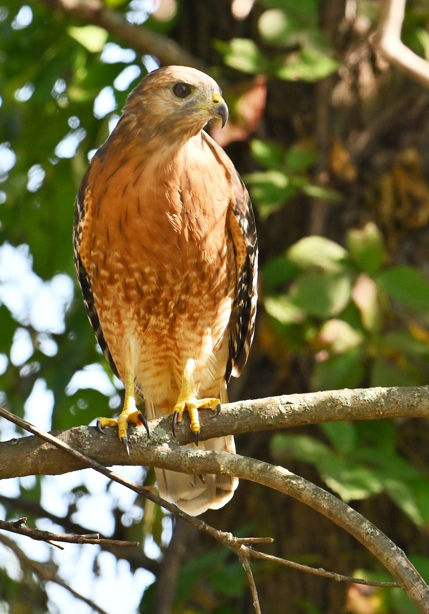 Red-shouldered Hawk - ML642127448