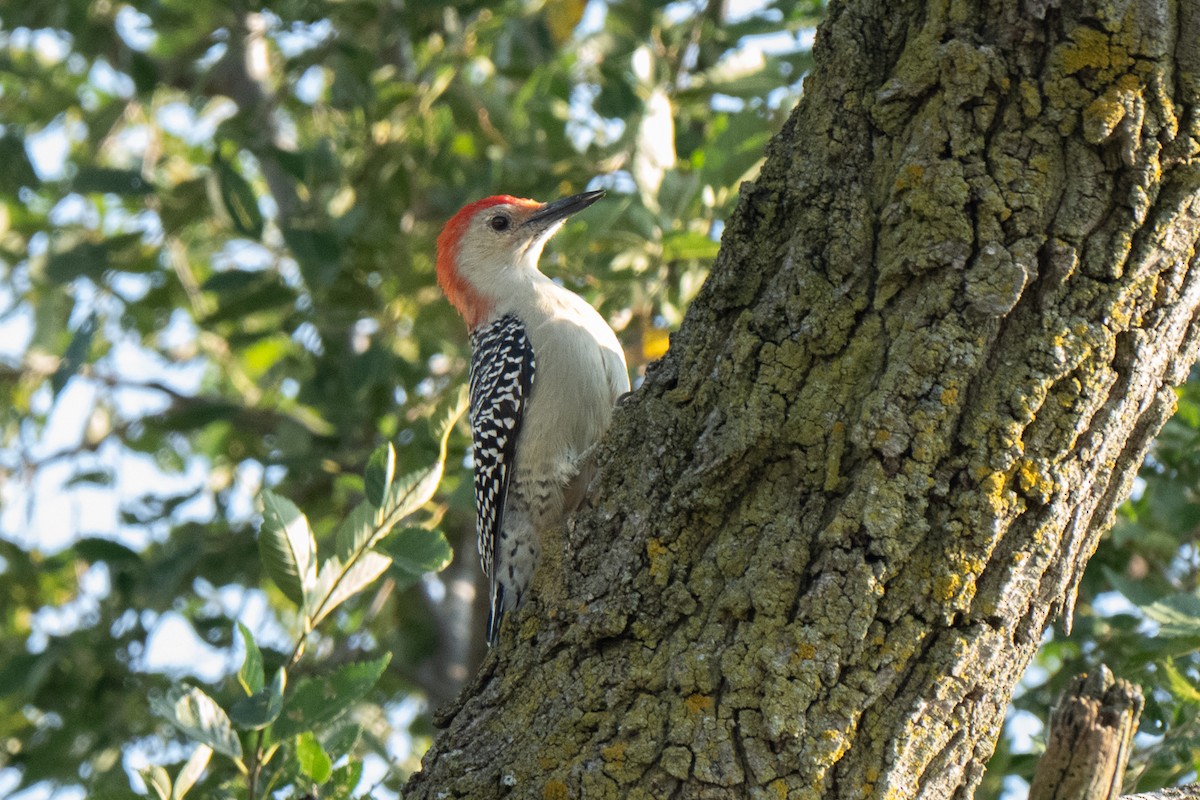 Red-bellied Woodpecker - ML642127456