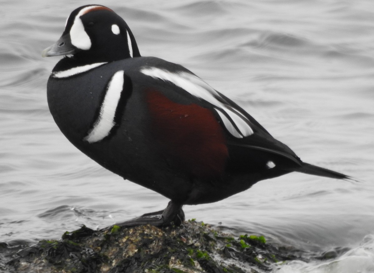 Harlequin Duck - ML642127458