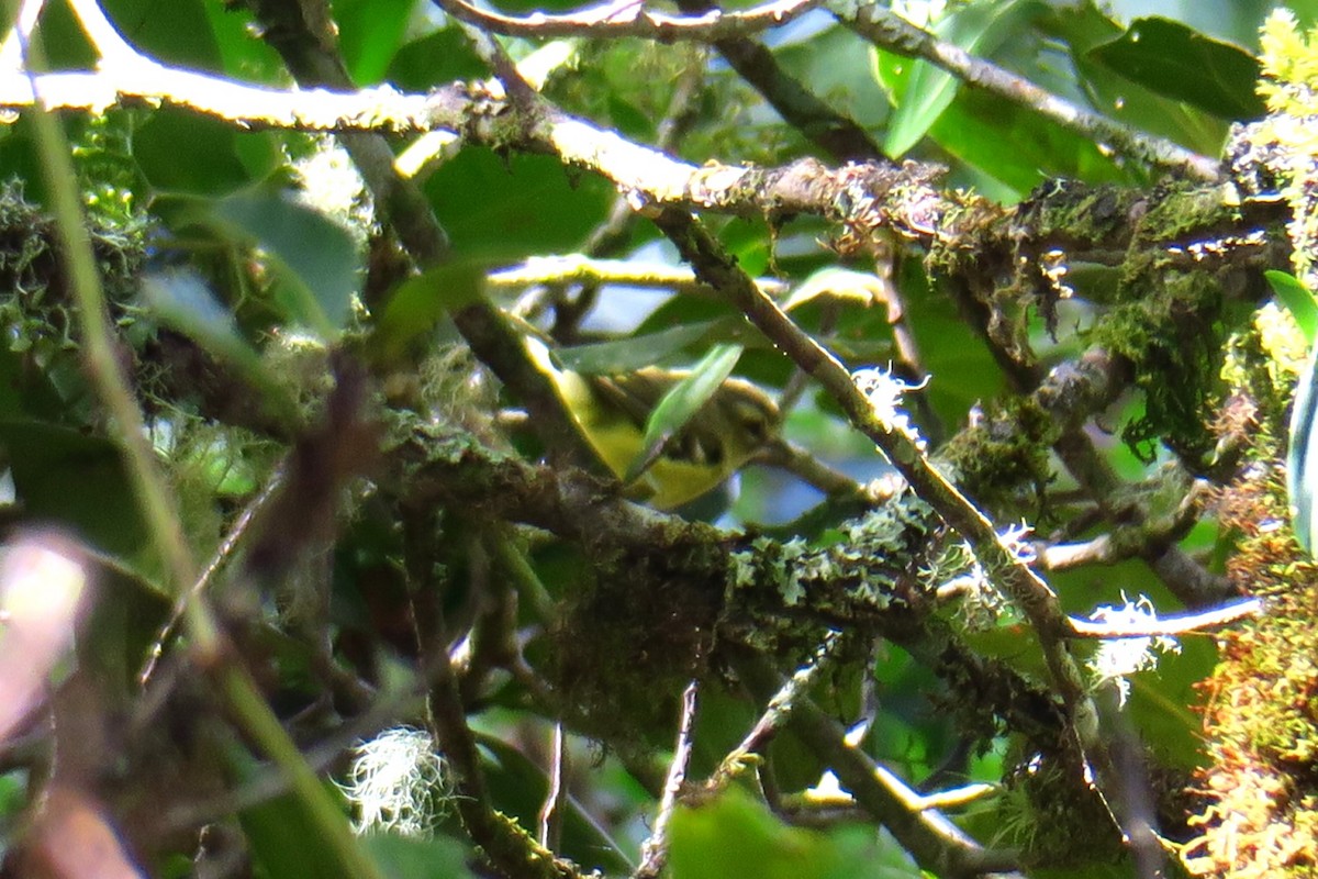 gulbåndvireo - ML642127501