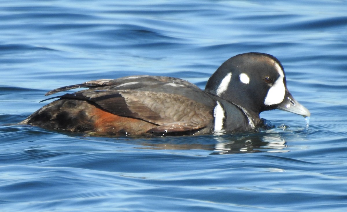 Harlequin Duck - ML642127503