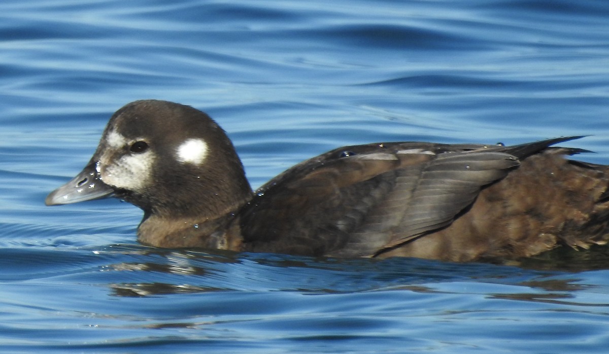 Harlequin Duck - ML642127507