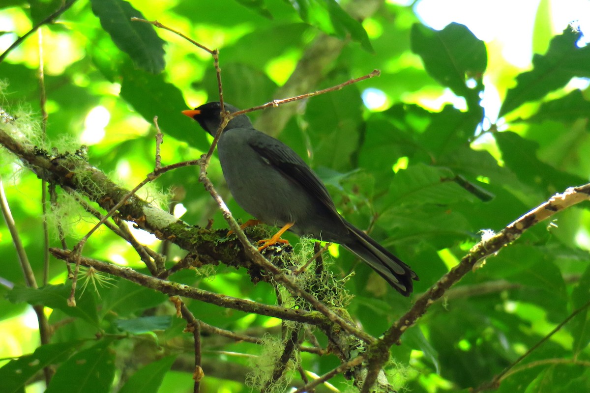 Black-faced Solitaire - ML642127508