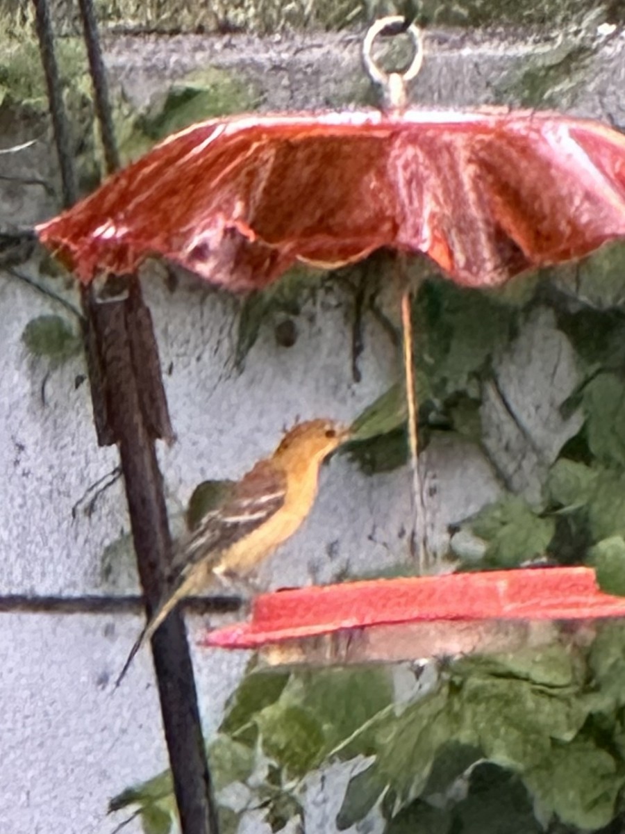 Hooded Oriole - ML642127515