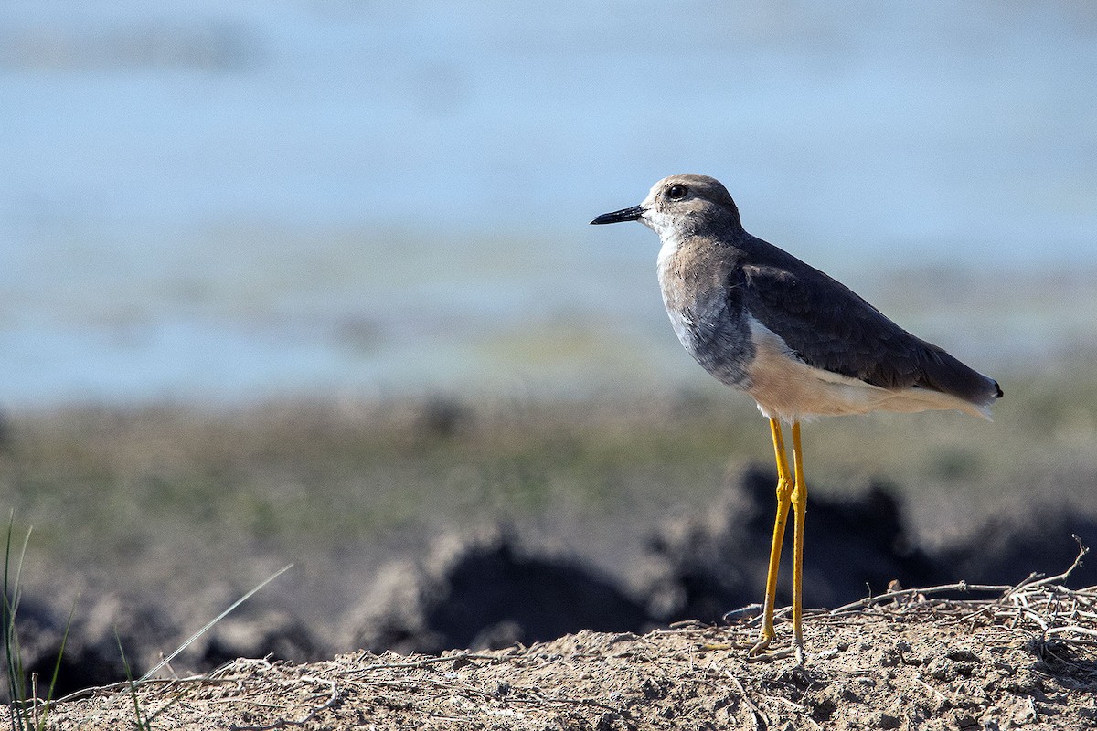 White-tailed Lapwing - ML642127516