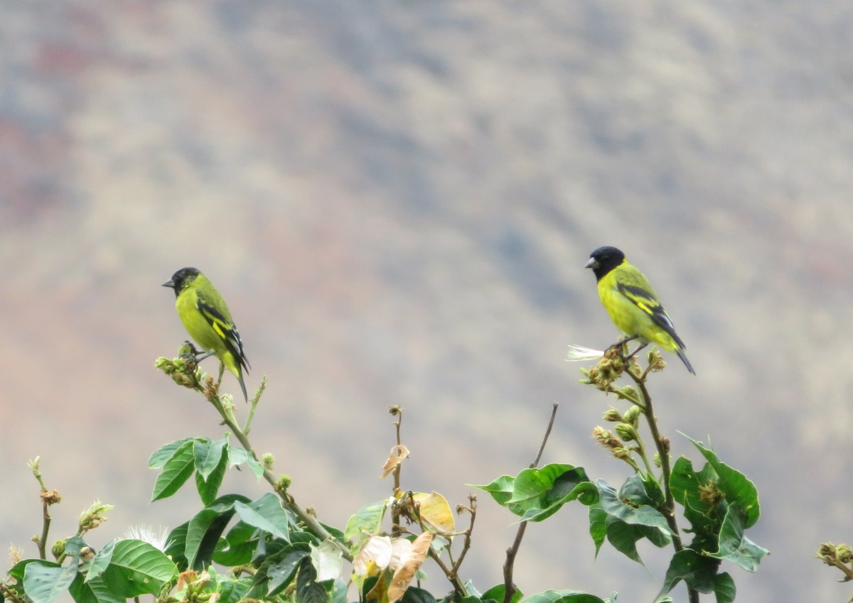 Hooded Siskin - ML642127518