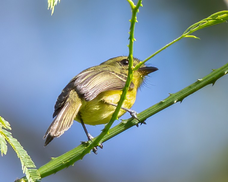 Yellow Tyrannulet - ML642127519
