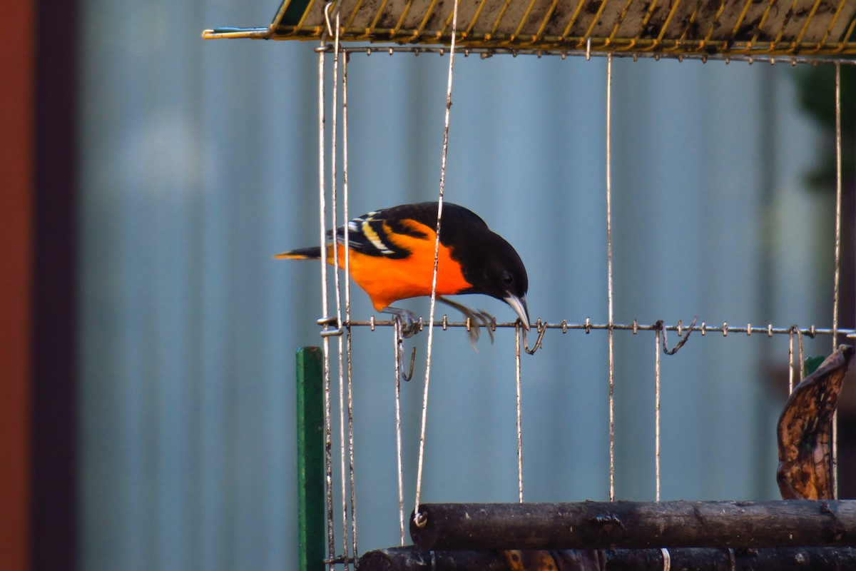 Baltimore Oriole - ML642127521