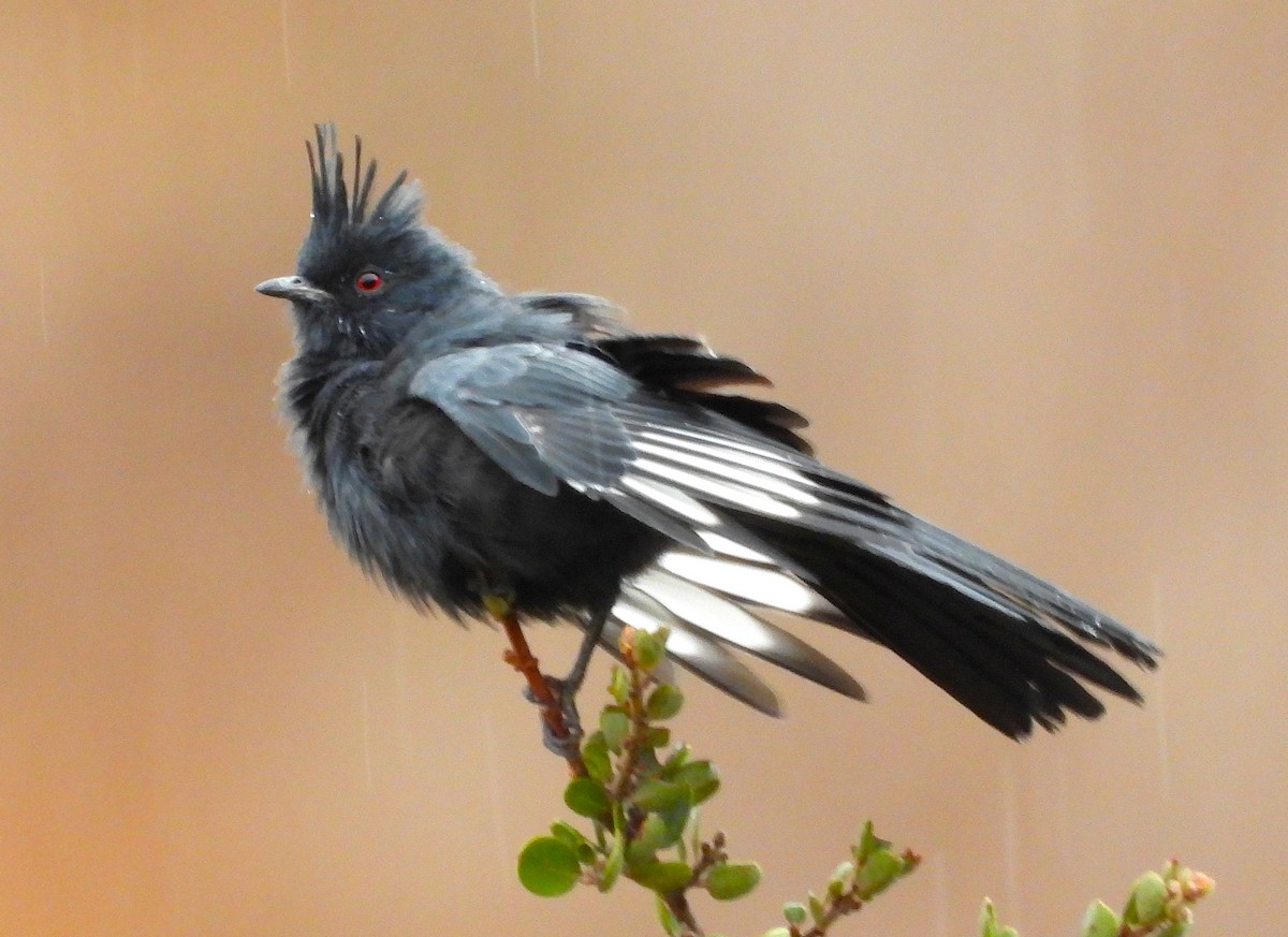 Phainopepla - ML642127522