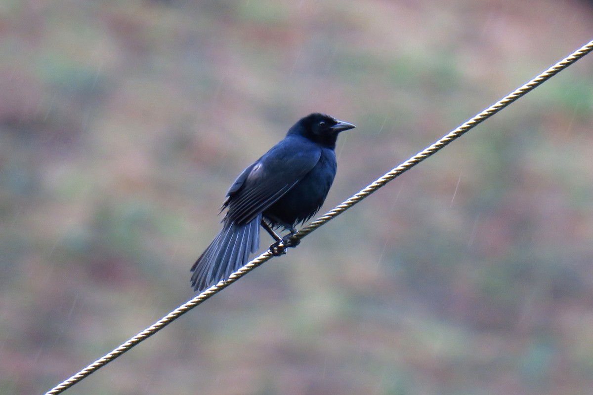 Melodious Blackbird - ML642127527