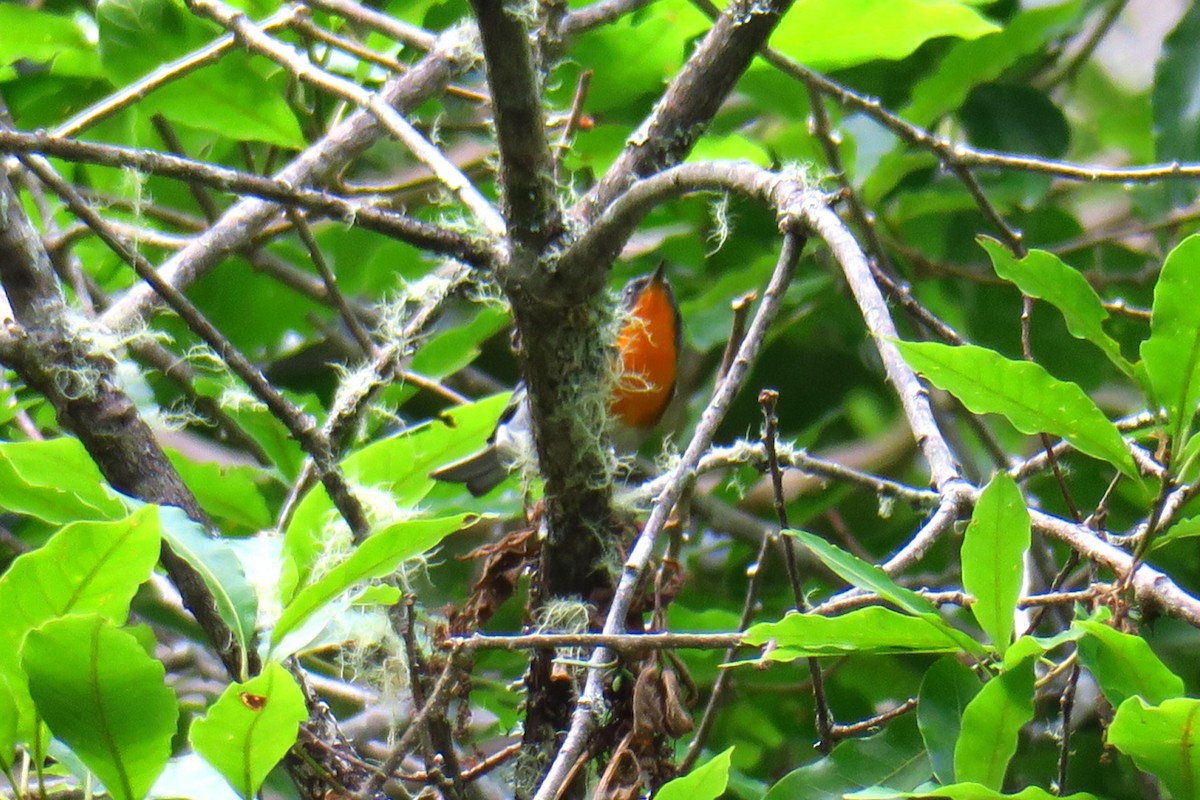 Flame-throated Warbler - ML642127528
