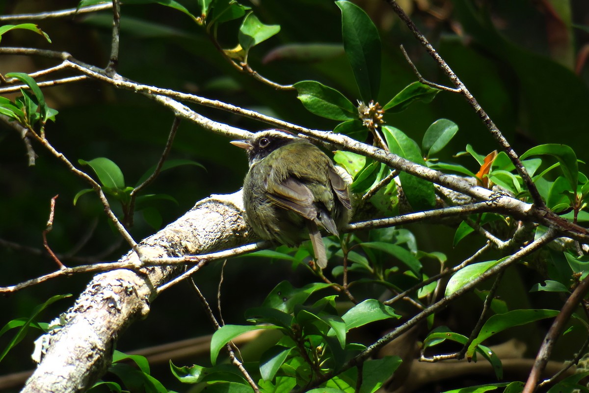 Black-cheeked Warbler - ML642127532
