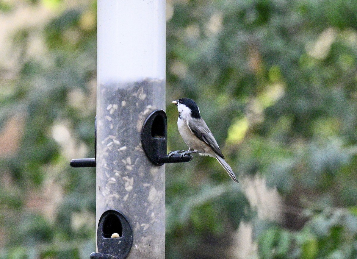Carolina Chickadee - ML642127533