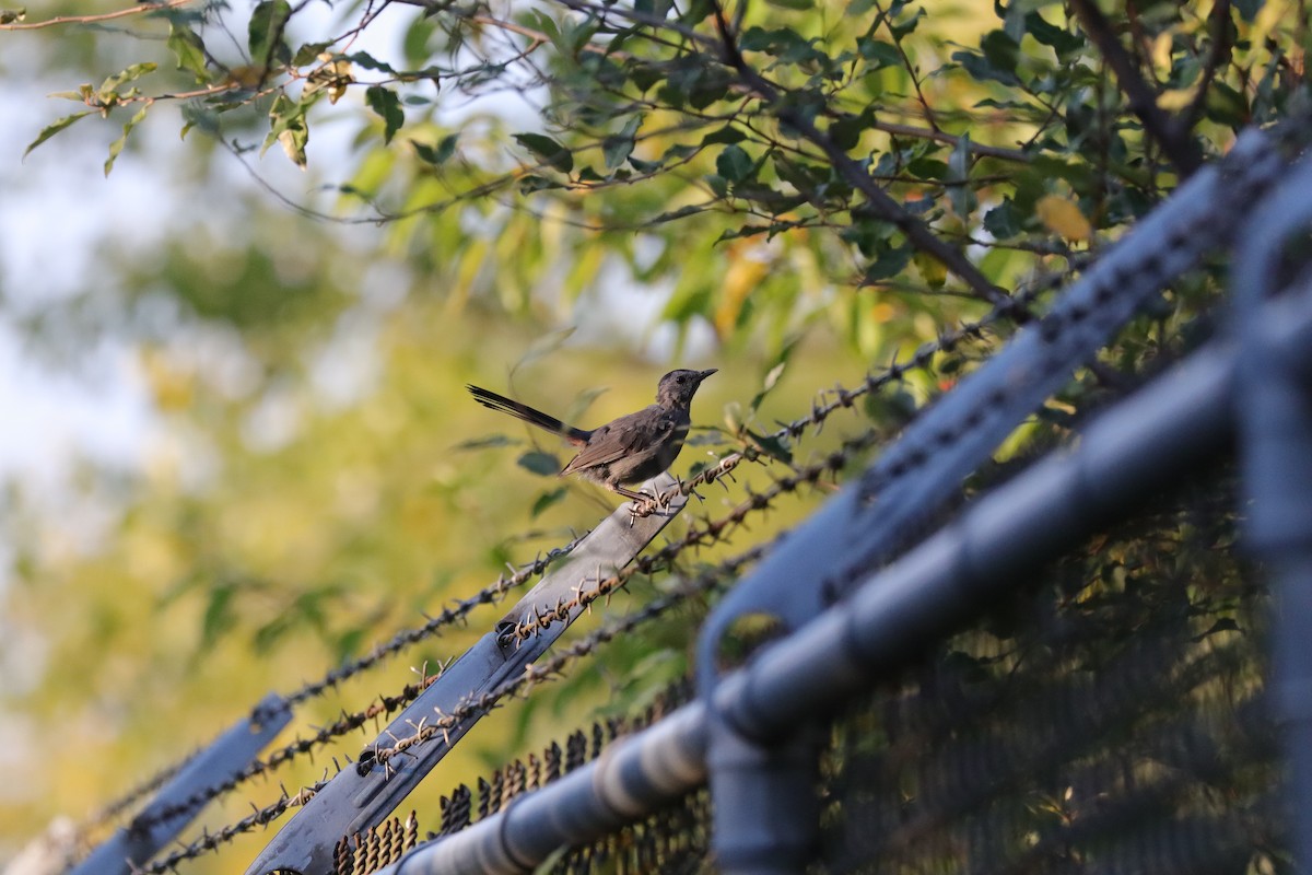 Gray Catbird - ML642127537