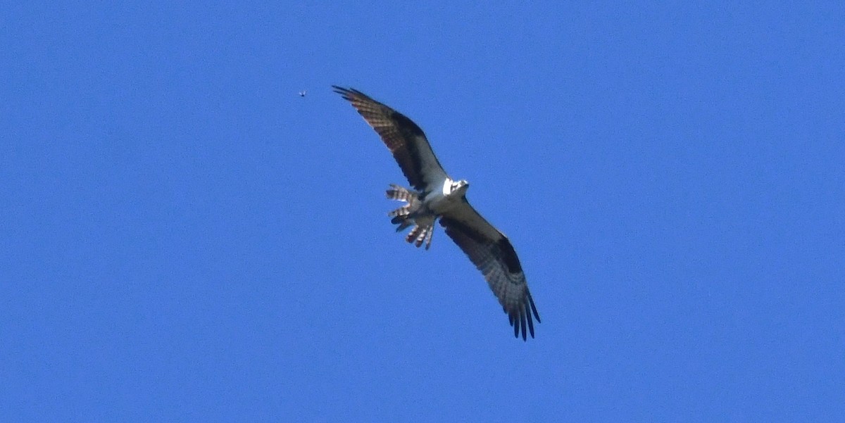 Osprey (American) - ML642127553