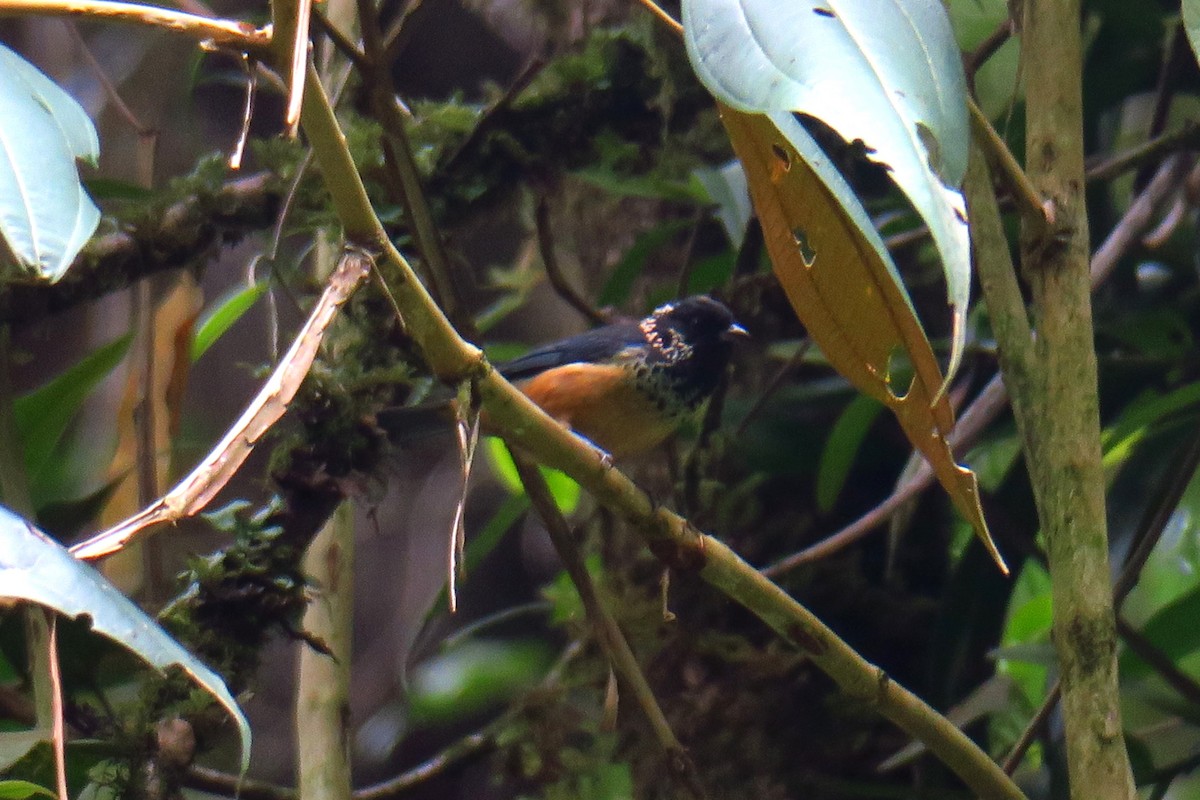 Spangle-cheeked Tanager - ML642127560