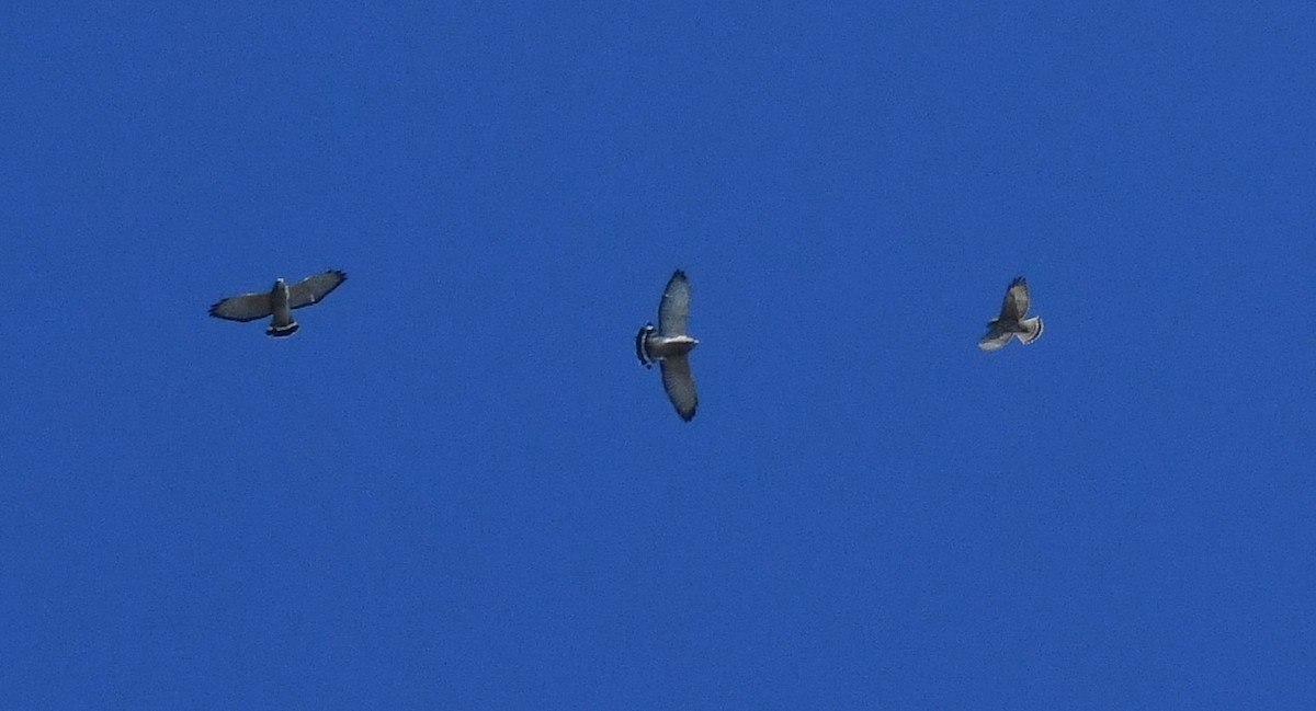 Broad-winged Hawk - ML642127561