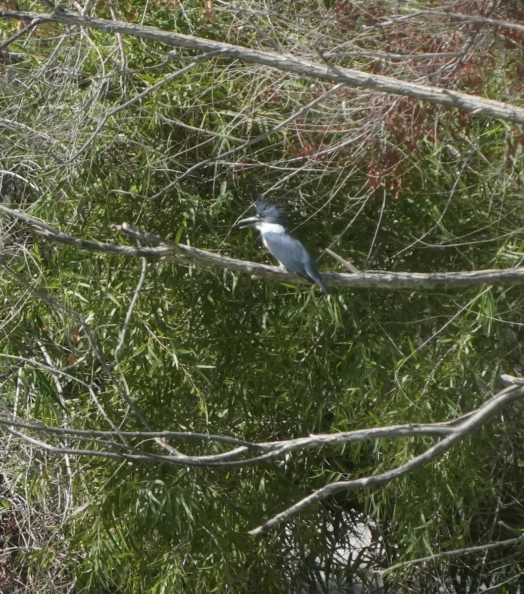 Belted Kingfisher - ML642127562