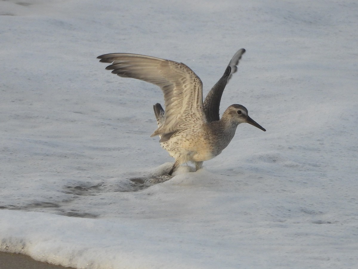 Red Knot - ML642127563