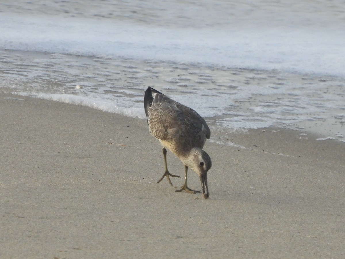 Red Knot - ML642127573