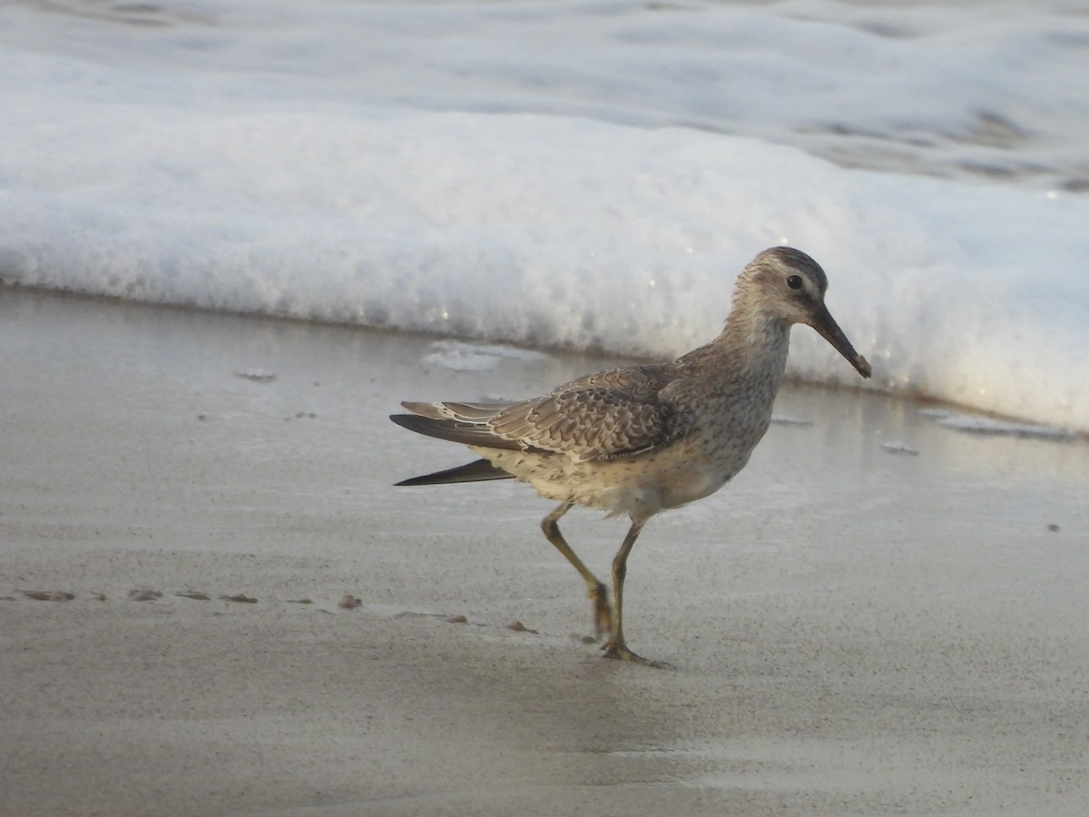 Red Knot - ML642127586