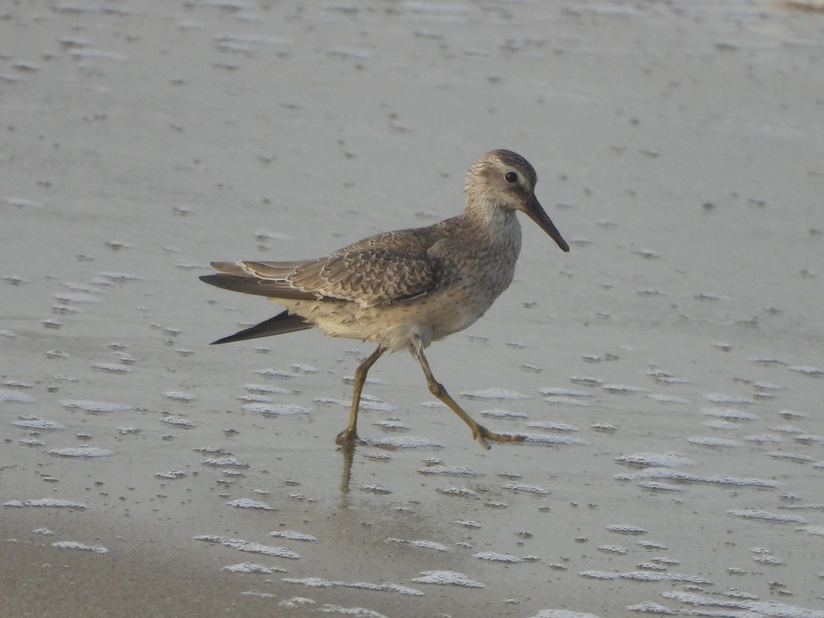 Red Knot - ML642127589