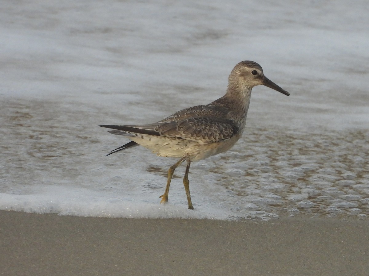 Red Knot - ML642127592