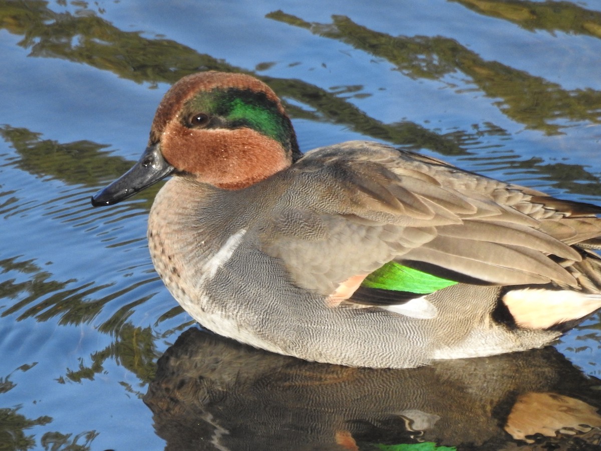 Green-winged Teal - ML642127607