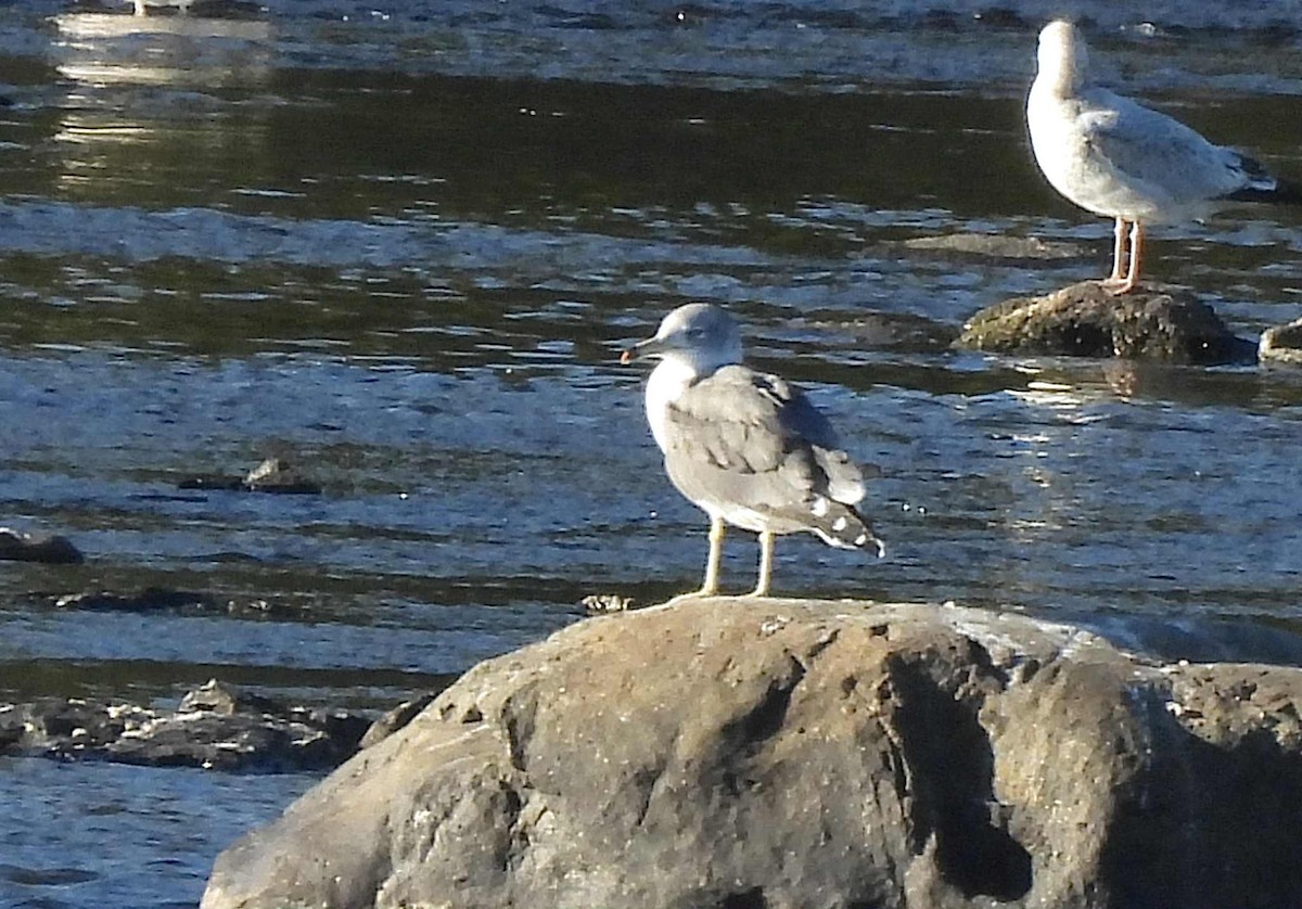 Black-tailed Gull - ML642127608