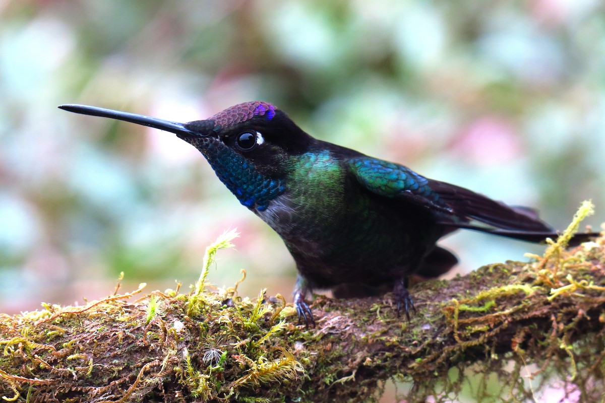 Talamanca Hummingbird - ML642127615