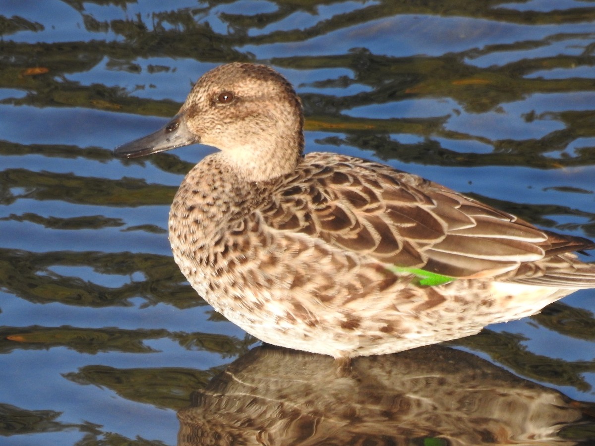 Green-winged Teal - ML642127626