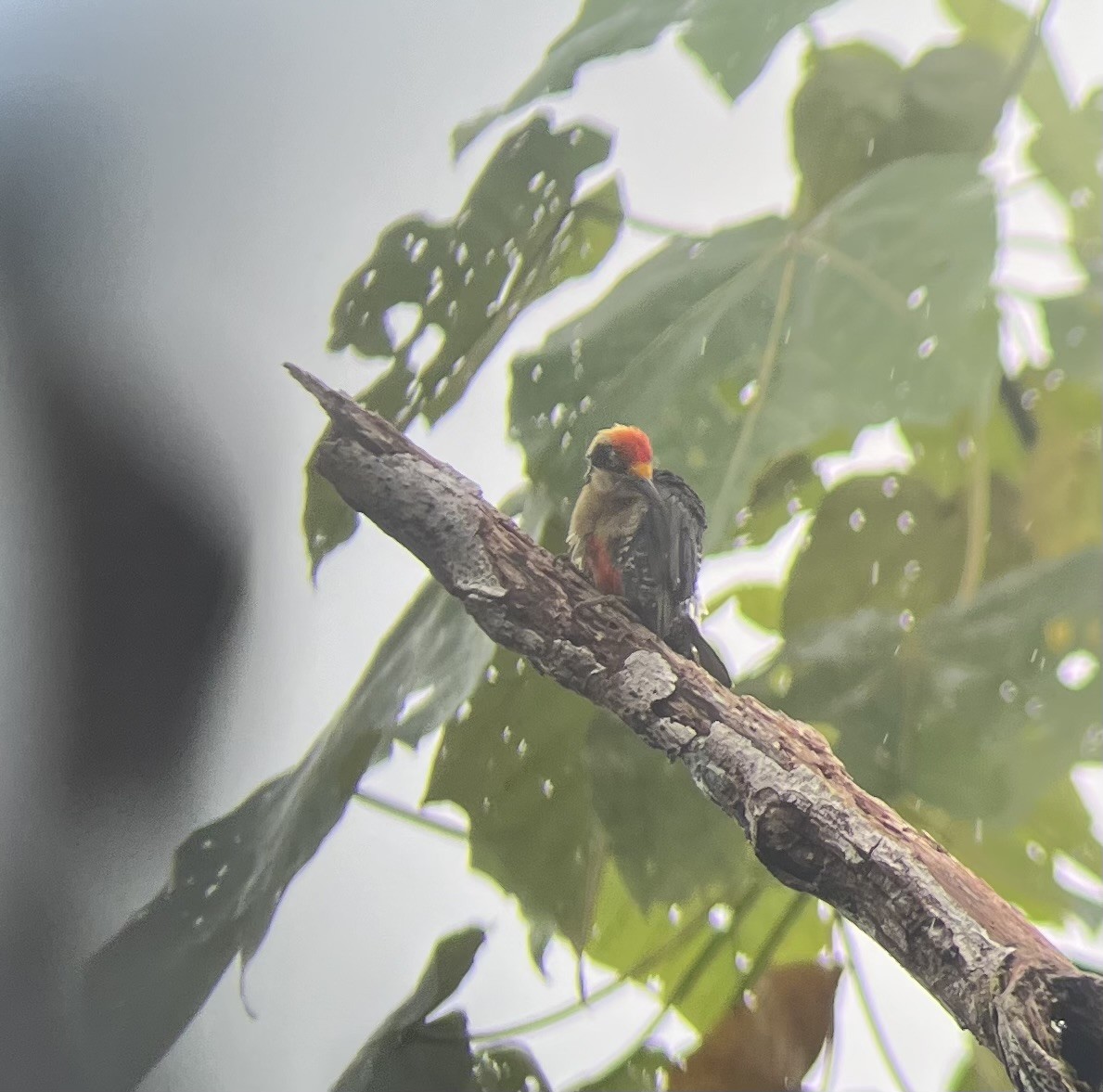 Golden-naped Woodpecker - ML642127642