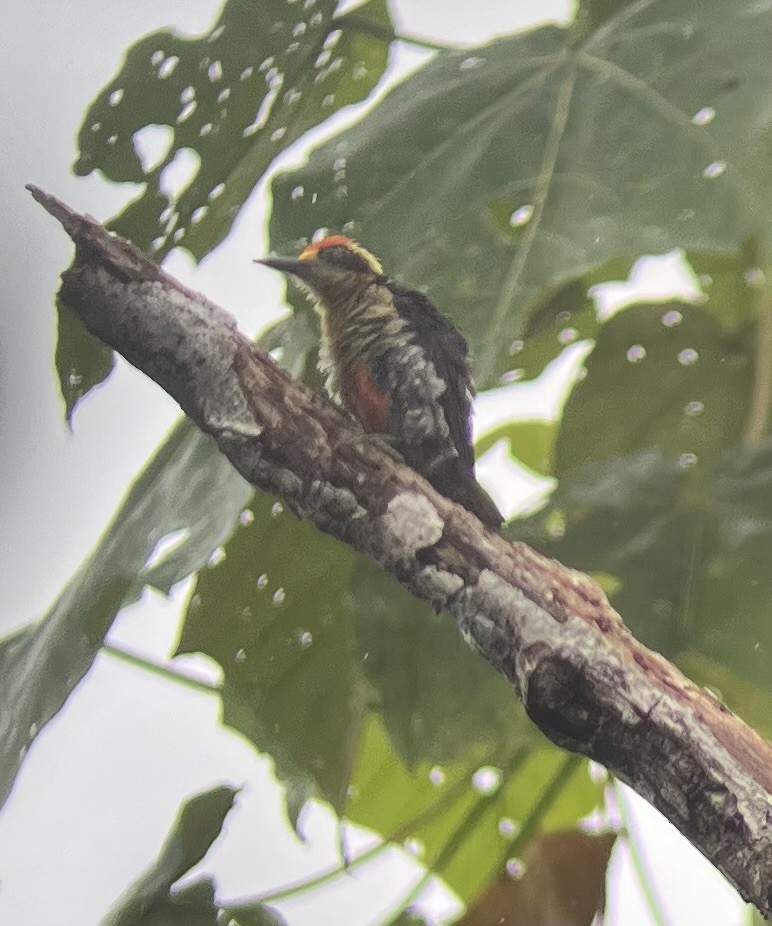 Golden-naped Woodpecker - ML642127643