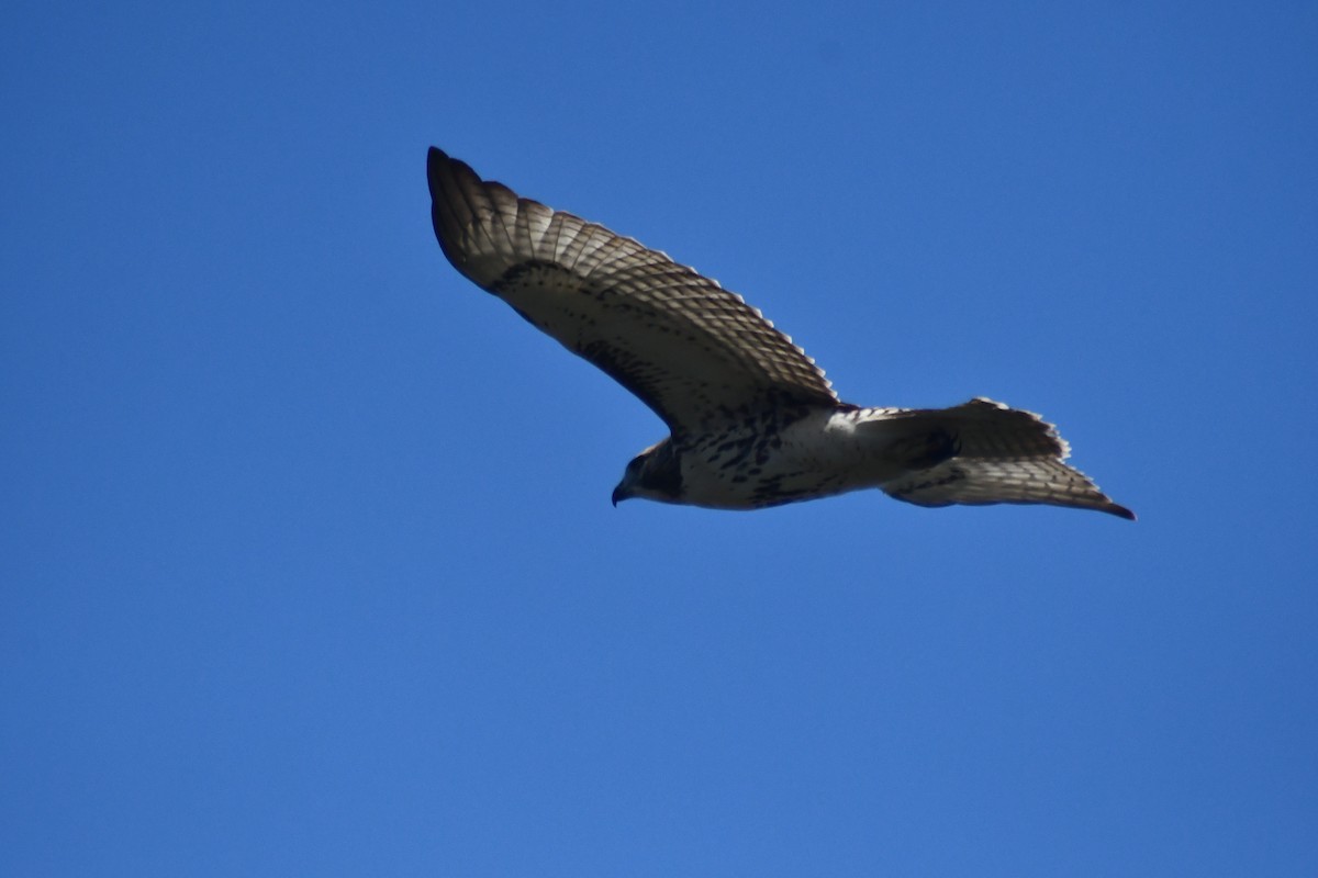 Red-tailed Hawk - ML642127648