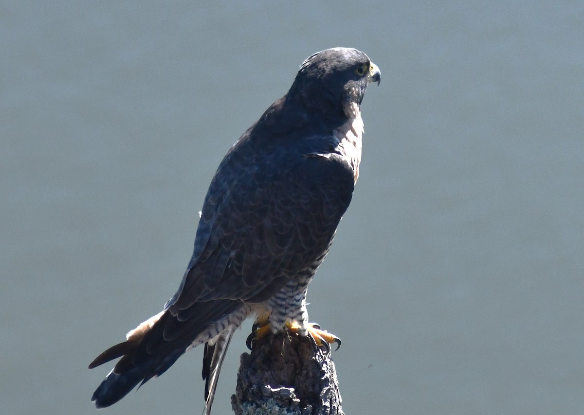 Peregrine Falcon - ML642127662