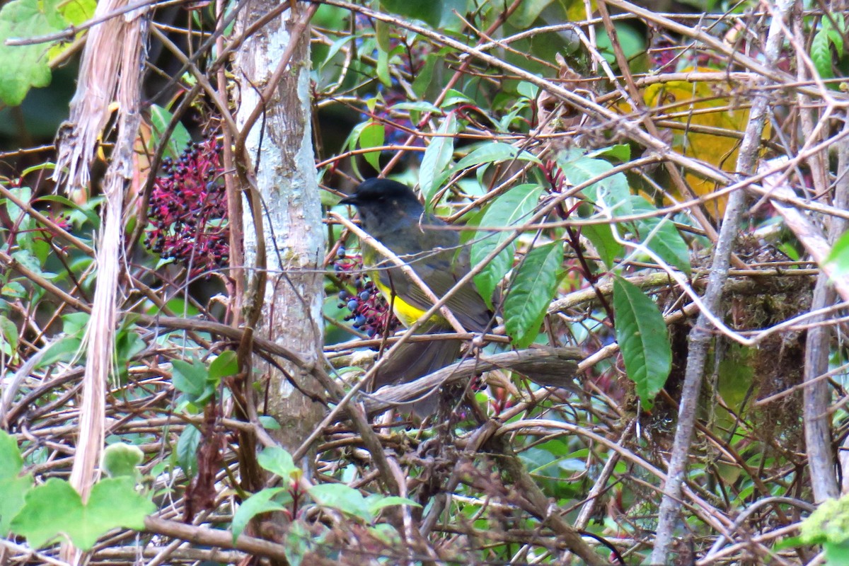 Black-and-yellow Silky-flycatcher - ML642127664