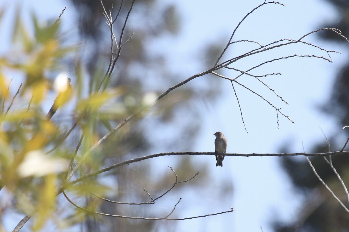 Dark-sided Flycatcher - ML642127706