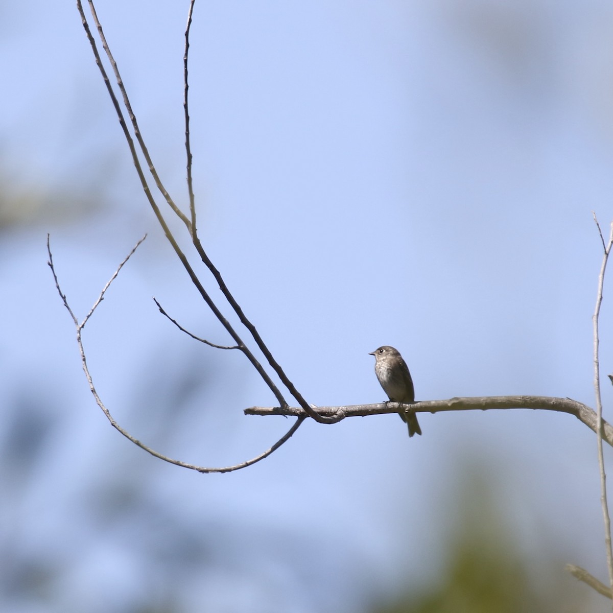 Dark-sided Flycatcher - ML642127707