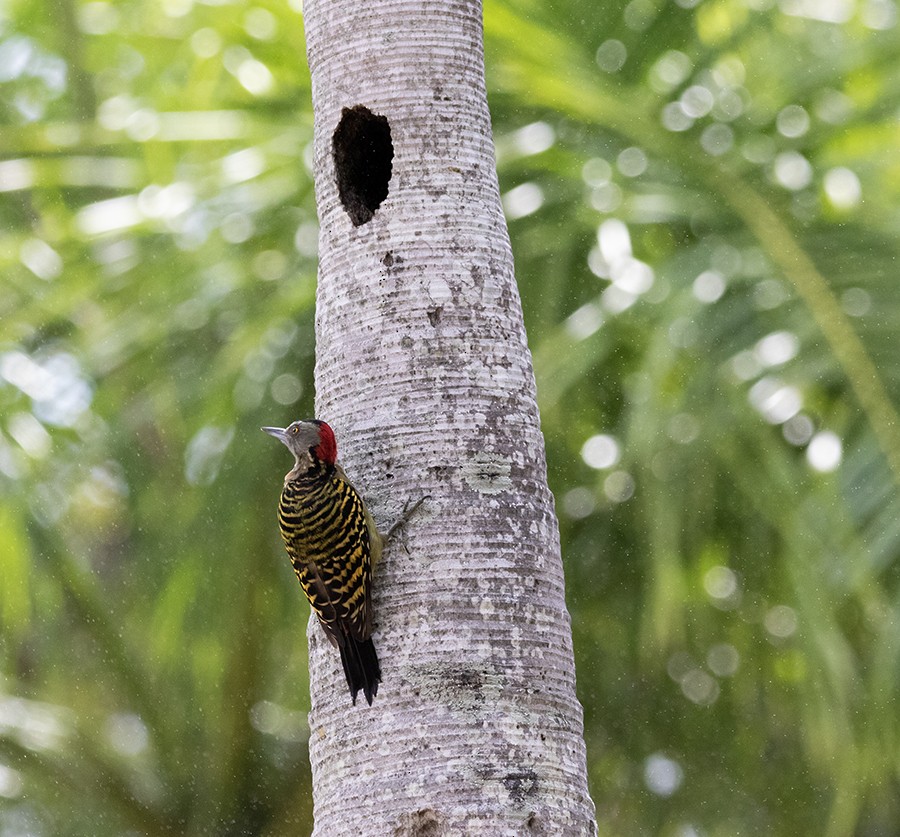 Hispaniolan Woodpecker - ML642127710